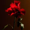 Outlet Rituals Imperial Rose Refill Fragrance Sticks