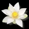 Hot Rituals Luxurious Scent Booster & Softener in 2