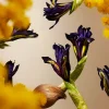 Hot Rituals Orris Mimosa Refill Fragrance Sticks