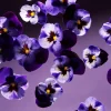 Cheap Rituals Smooth Violet Refill Fragrance Sticks