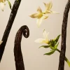 Discount Rituals Suede Vanilla Refill Fragrance Sticks