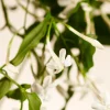 Shop Rituals Sweet Jasmine Refill Fragrance Sticks