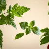 Sale Rituals White Basil Refill Fragrance Sticks
